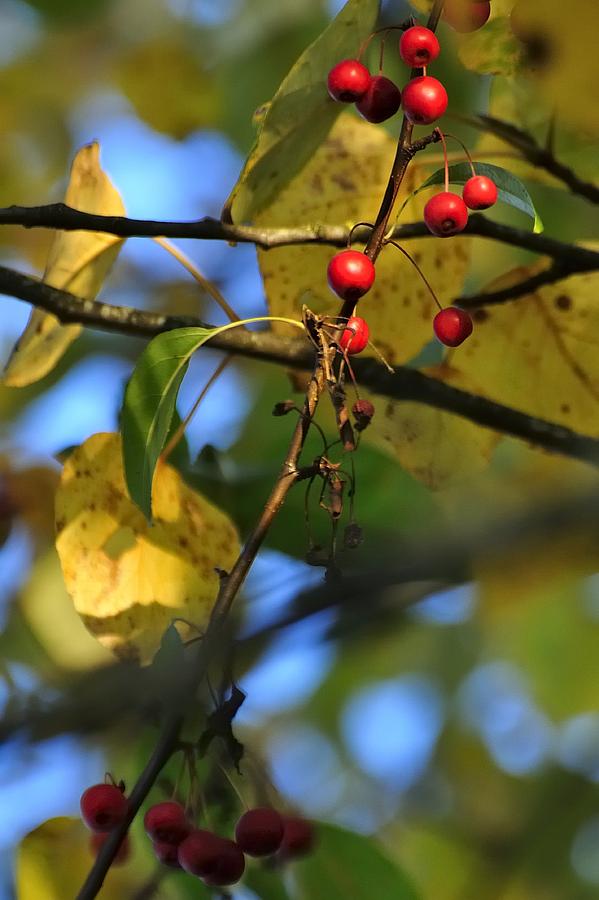 Fall Photograph - Crab Apples Leaves 6498 by Jerry Sodorff