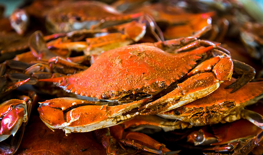 Crab Boil Photograph by Karen Wiles