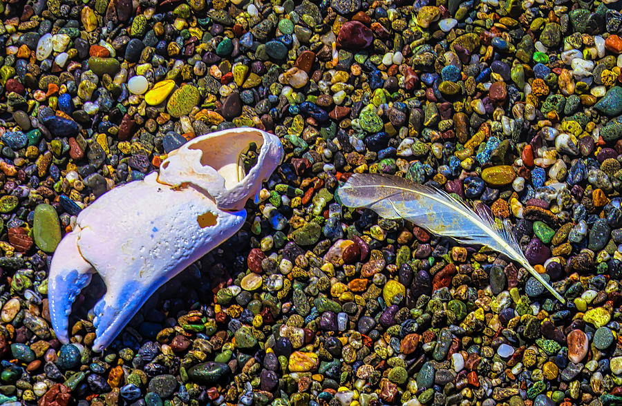 Crab Claw And Feather Photograph by Garry Gay