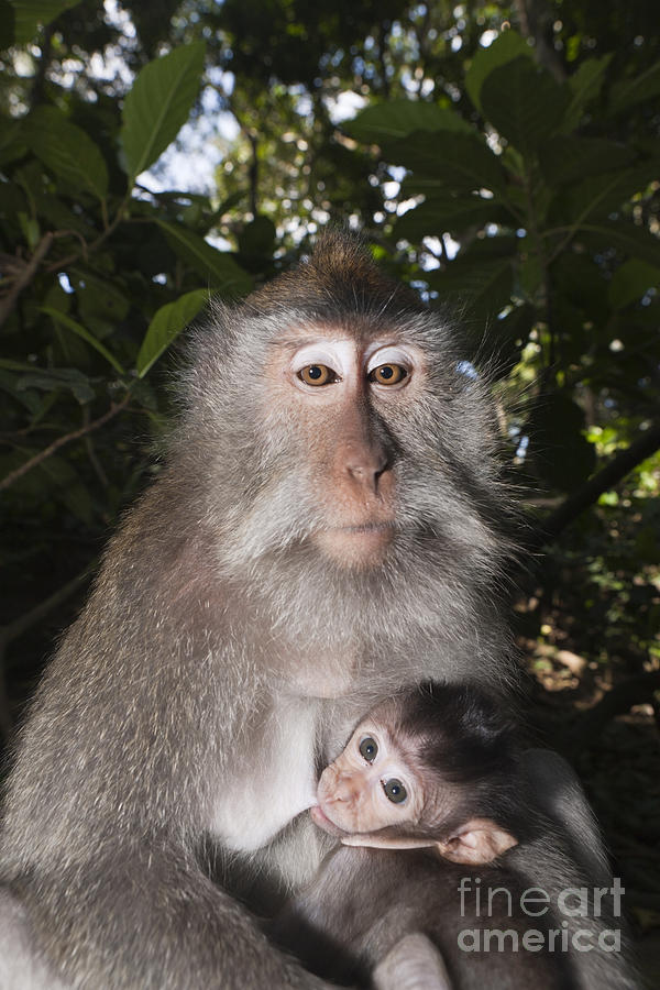 Monkey Photograph - Crab-eating Macaque And Baby by Reinhard Dirscherl