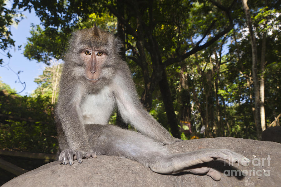 Monkey Photograph - Crab-eating Macaque by Reinhard Dirscherl