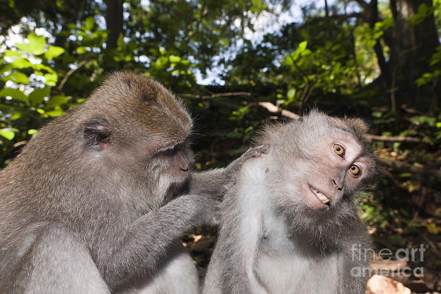 Monkey Photograph - Crab-eating Macaques by Reinhard Dirscherl