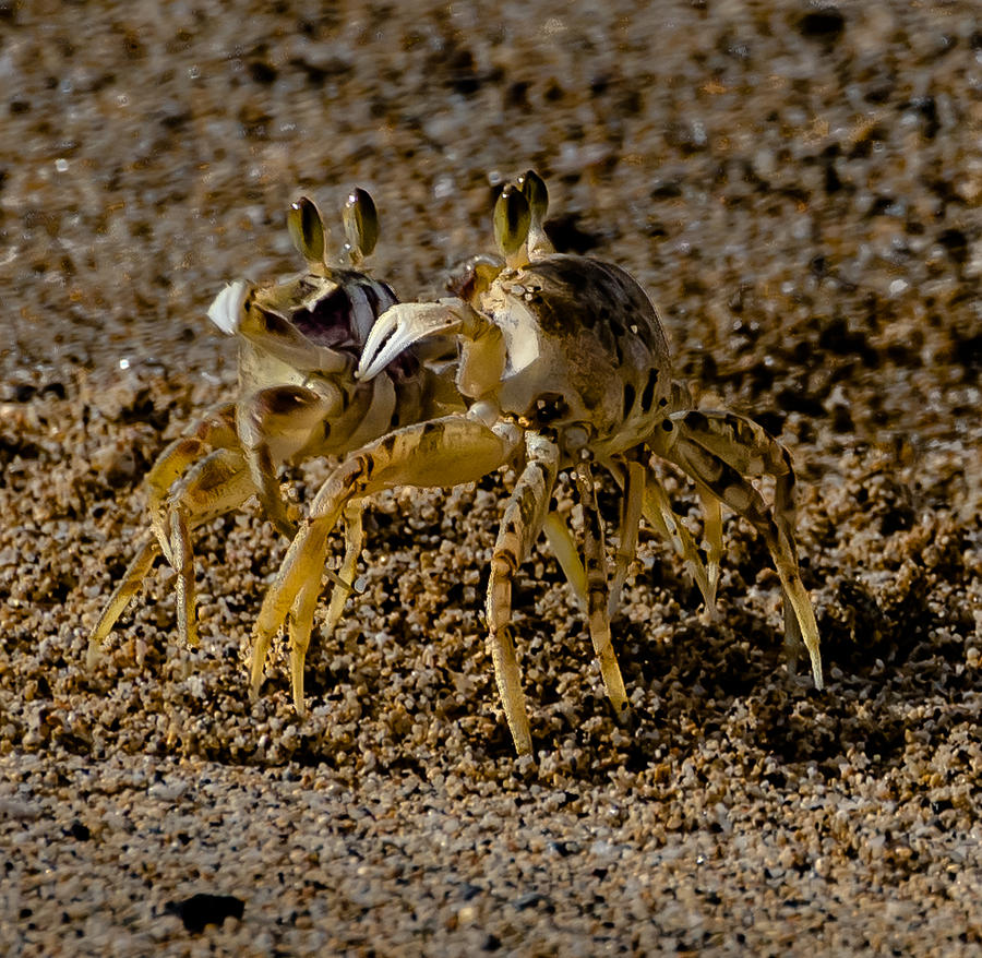 Crab Fight Photograph by Alan Hart