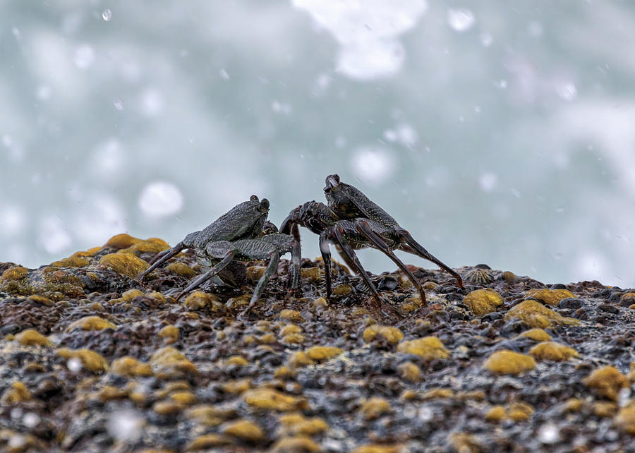 Crab Fight Photograph by Susan Rissi Tregoning