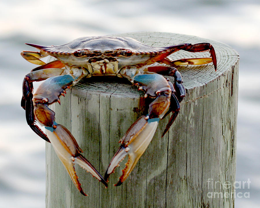 Crab Hanging Out Photograph by Luana K Perez