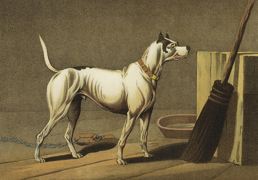 Dog Painting - Crab by Henry Thomas Alken