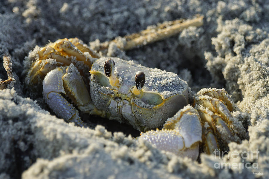 Wildlife Photograph - Crab In A Hole by Jennifer White