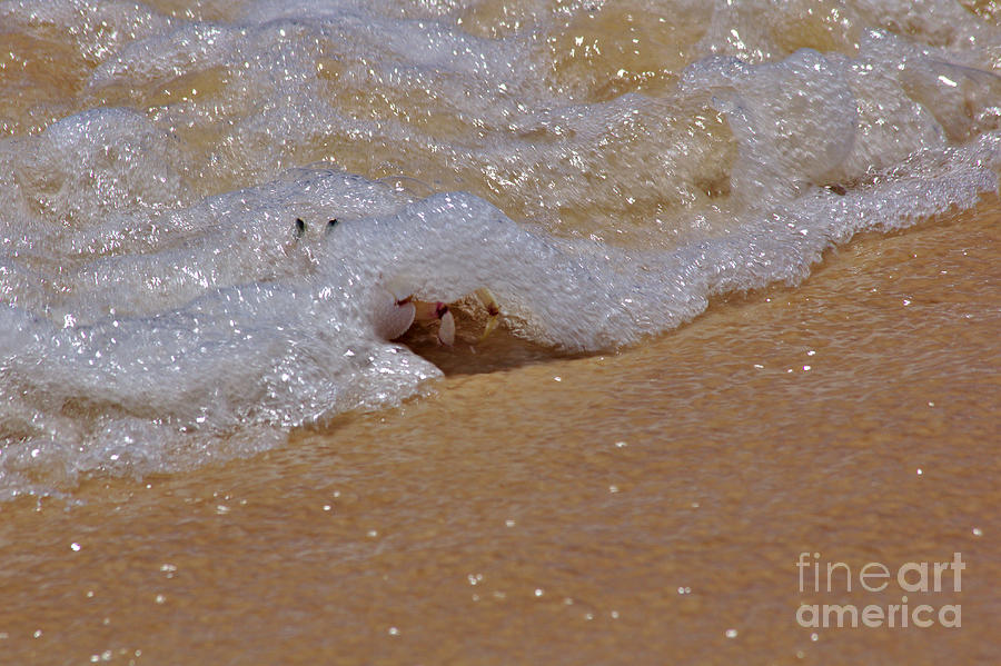 Crab in the Surf Photograph by Jeremy Hayden