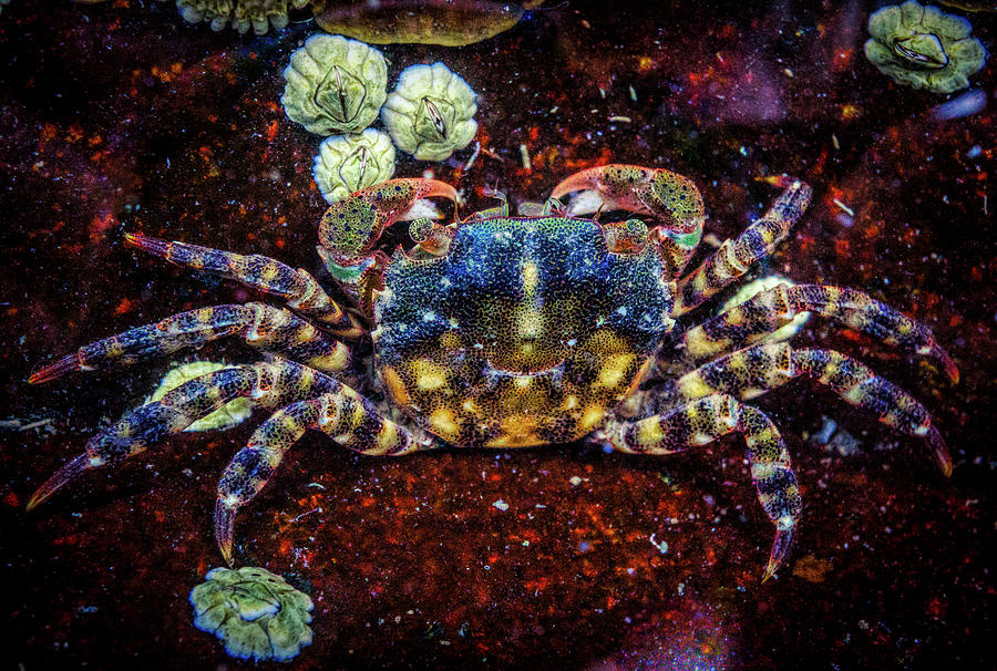 Crab in the water Photograph by Lilia S