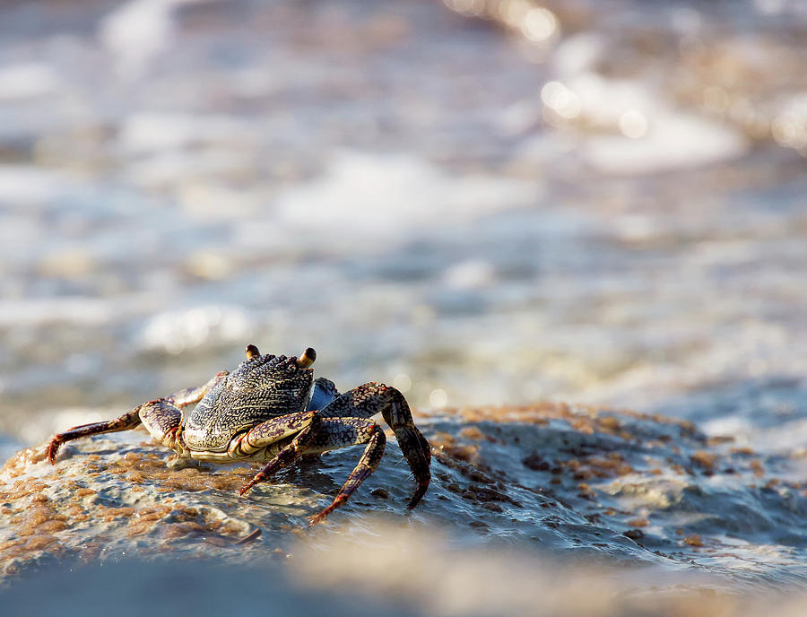 Crab Looking for Food Photograph by David Buhler