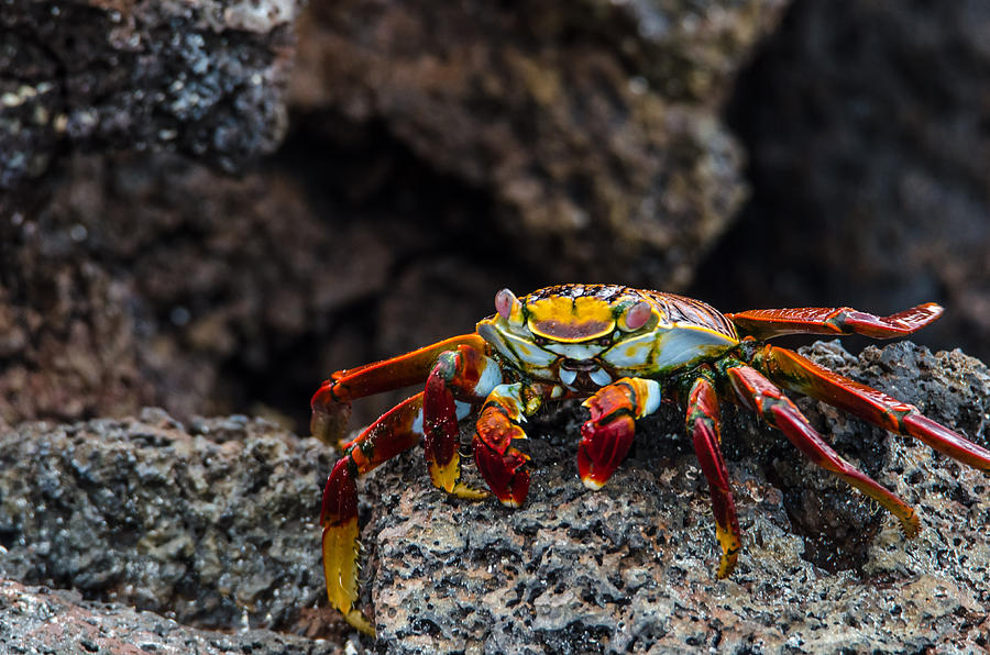 Crab on Lava Rock Photograph by Harry Strharsky