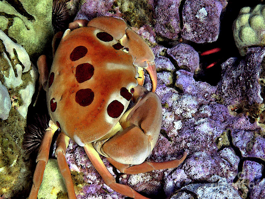 Crab on Purple Coral Photograph by Bette Phelan