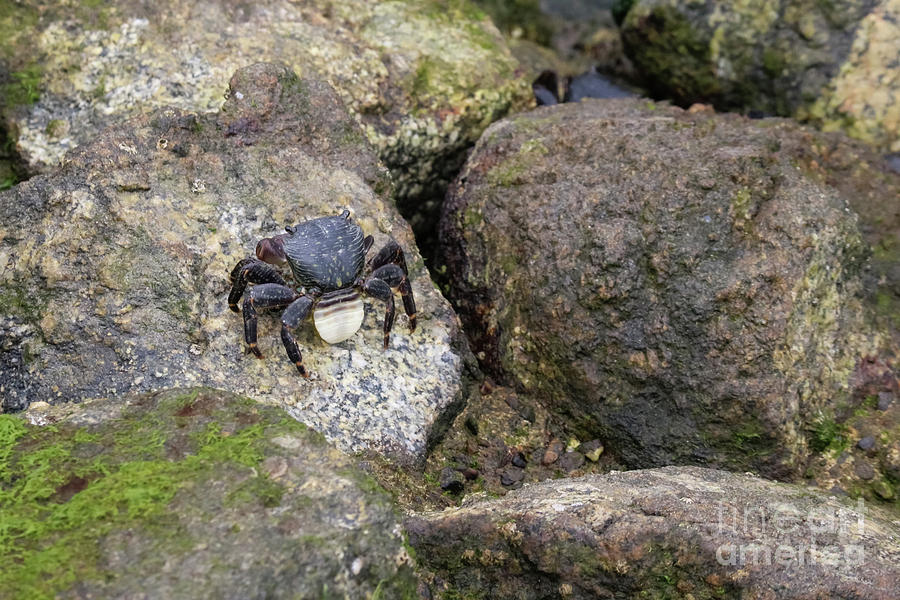 Crab On Rocks Photograph by Suzanne Luft