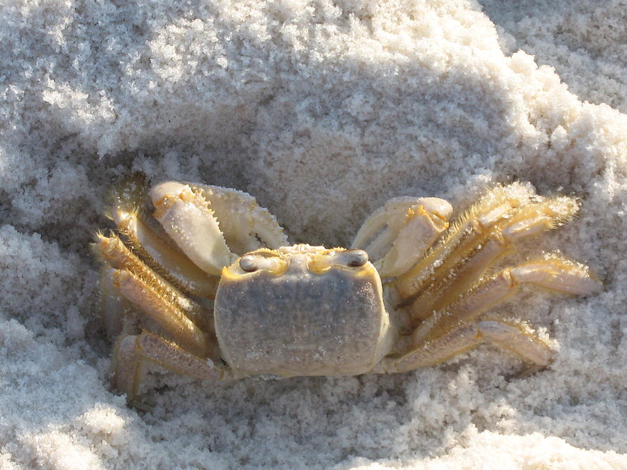 Crab on the Beach Photograph by Christiane Schulze Art And Photography