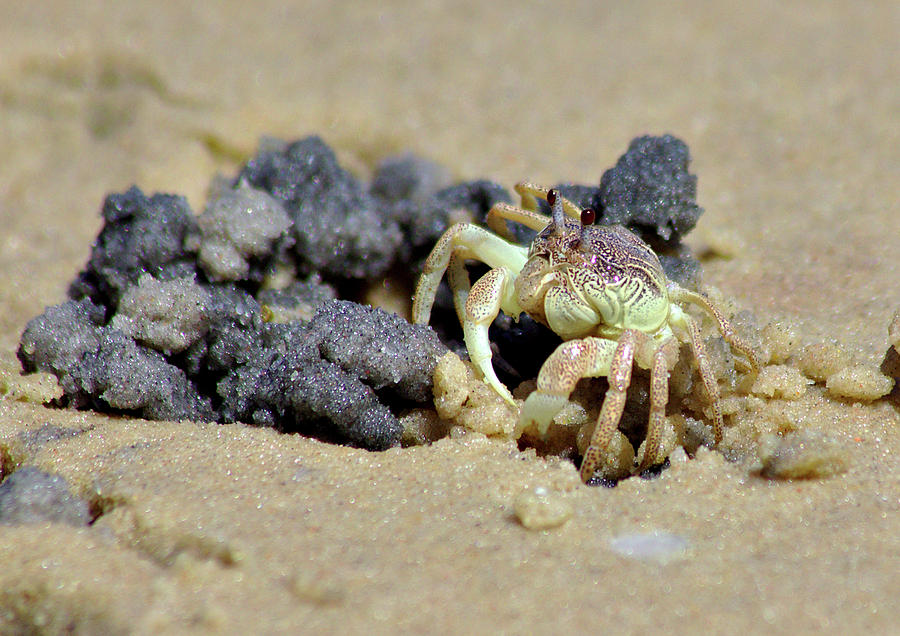 Crab on the Beach Photograph by Jeremy Hayden
