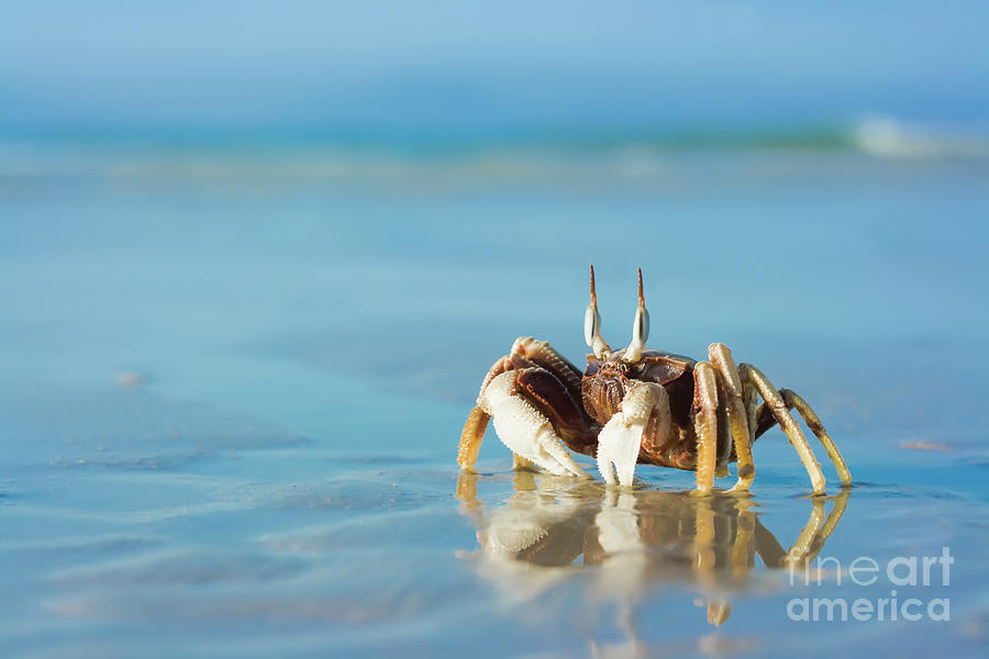 Nature Photograph - Crab on the tropical beach by MotHaiBaPhoto Prints