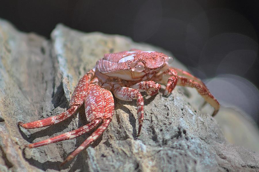 Crab Portrait Photograph by Karl Anderson