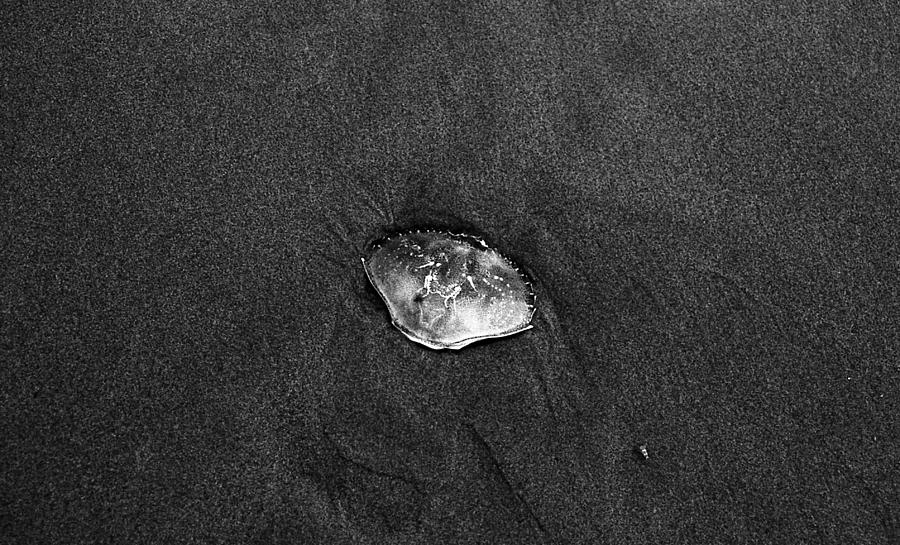 Crab Shell  Photograph by HW Kateley
