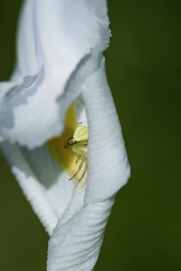 Crab Spider in Iris Photograph by Robert Potts