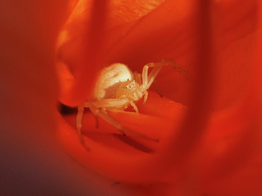 Spider Photograph - Crab Spider by James Peterson