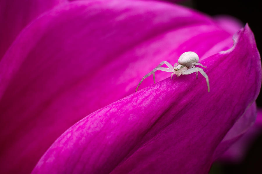 Insects Photograph - Crab Spider on pink dahlia flower by Cristina-Velina Ion
