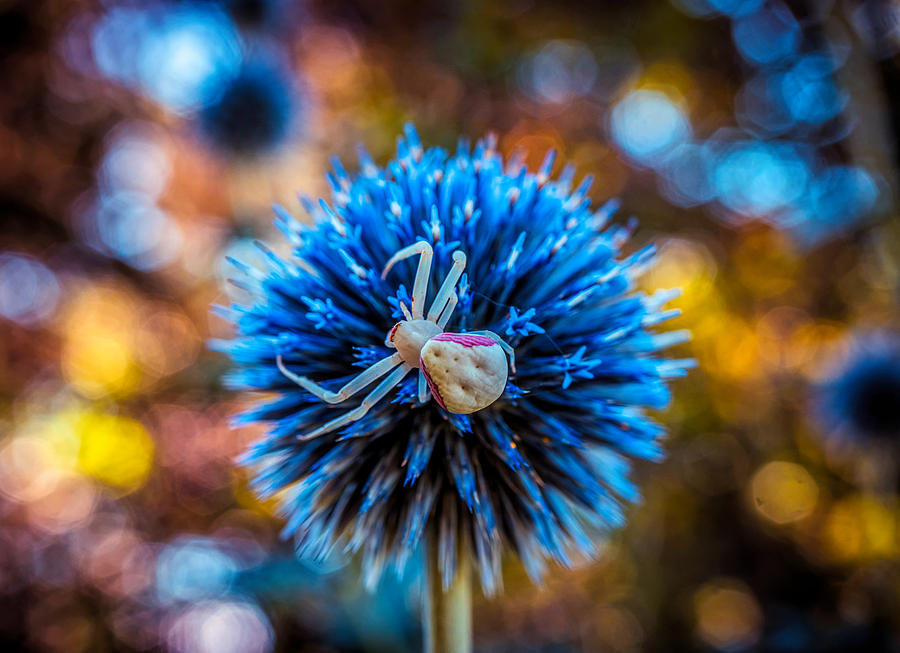 Crab spider on the blue flower Photograph by Lilia S