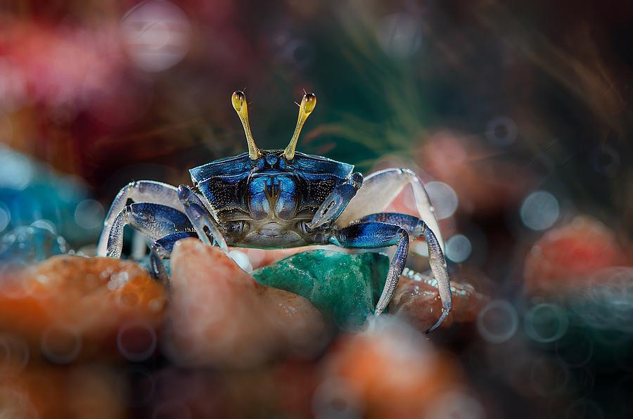 Animal Digital Art - Crab by Super Lovely