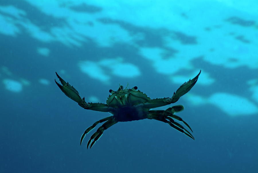 Crab swimming in the blue water Photograph by Sami Sarkis