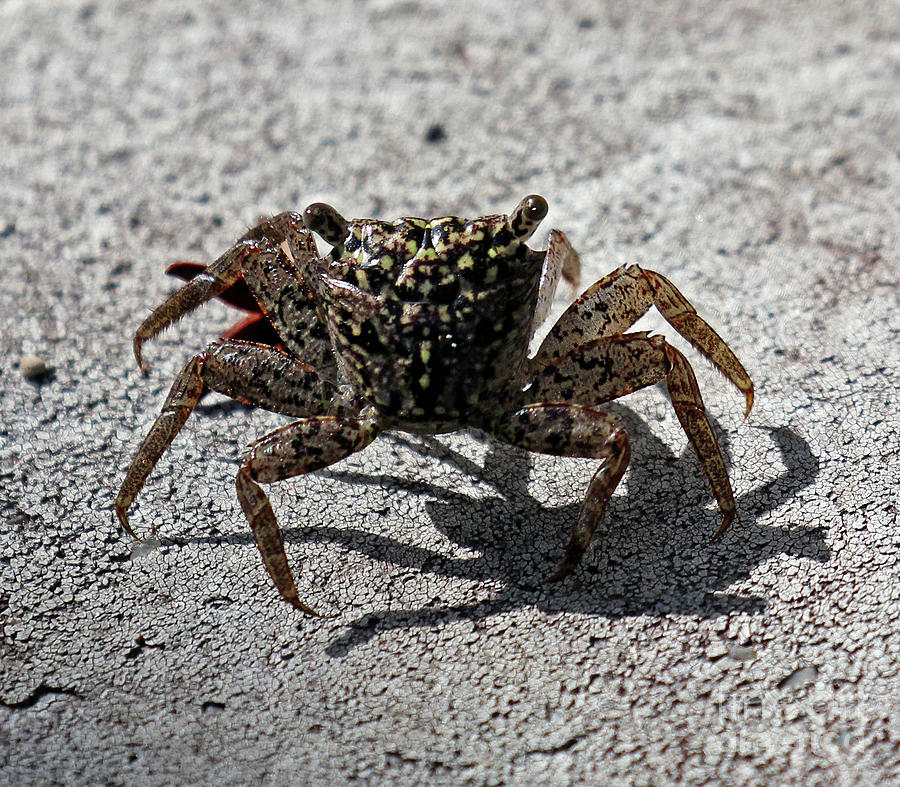 Crab Walk Photograph by Jennifer Robin