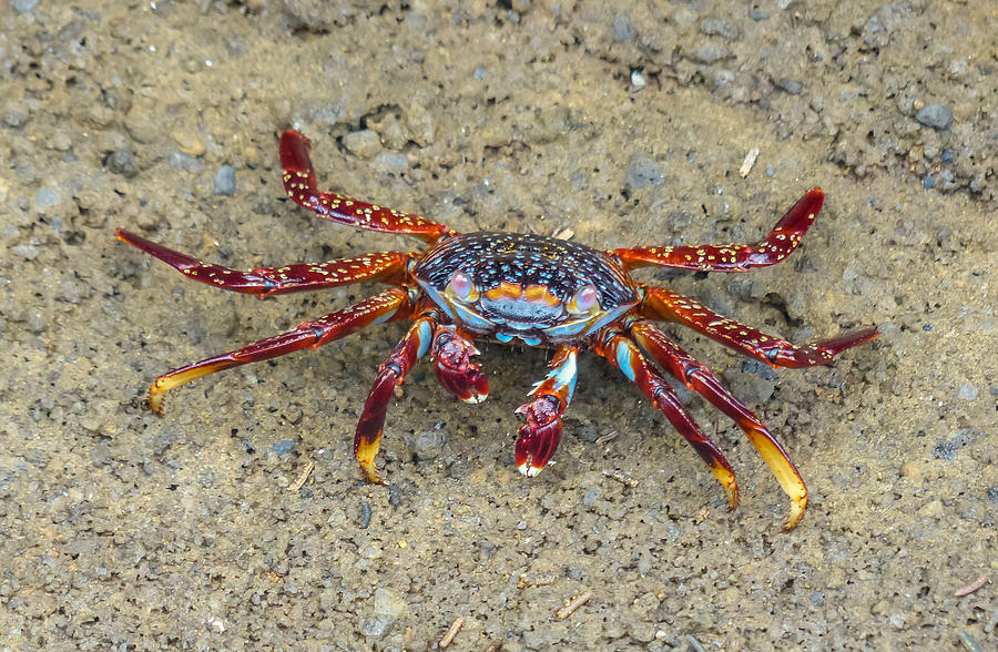 Crab Walk to the Sea Photograph by Harry Strharsky