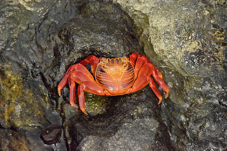 Red crab Photograph by Will Burlingham