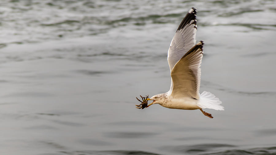 Crab with Seagull in flight Photograph by SAURAVphoto Online Store
