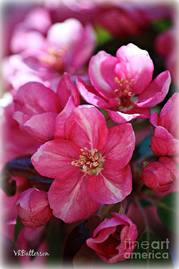 Crabapple Blooms Photograph by Veronica Batterson