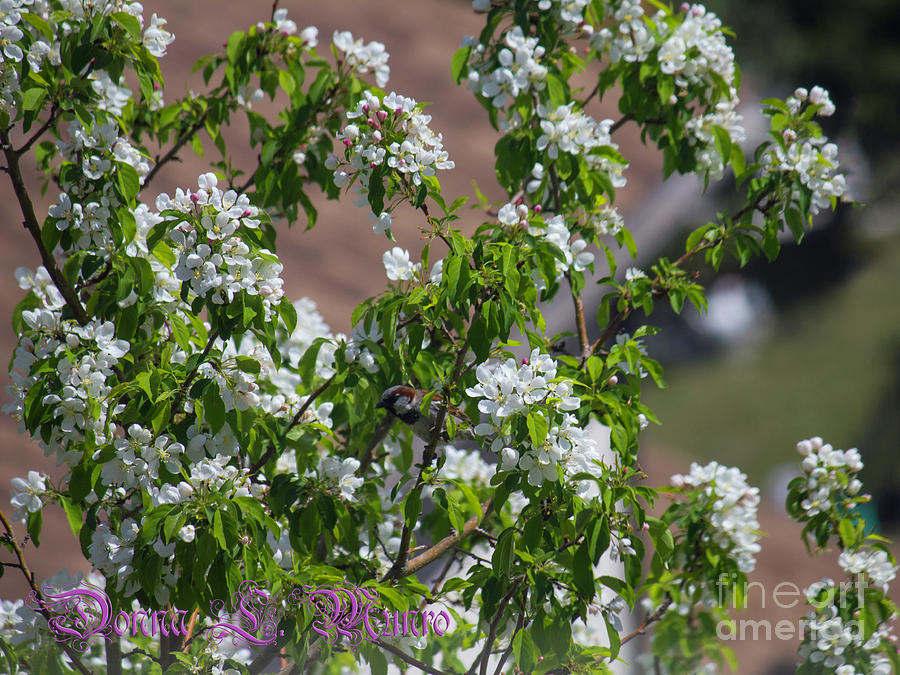 Crabapple Blossom and Bird Photograph by Donna L Munro