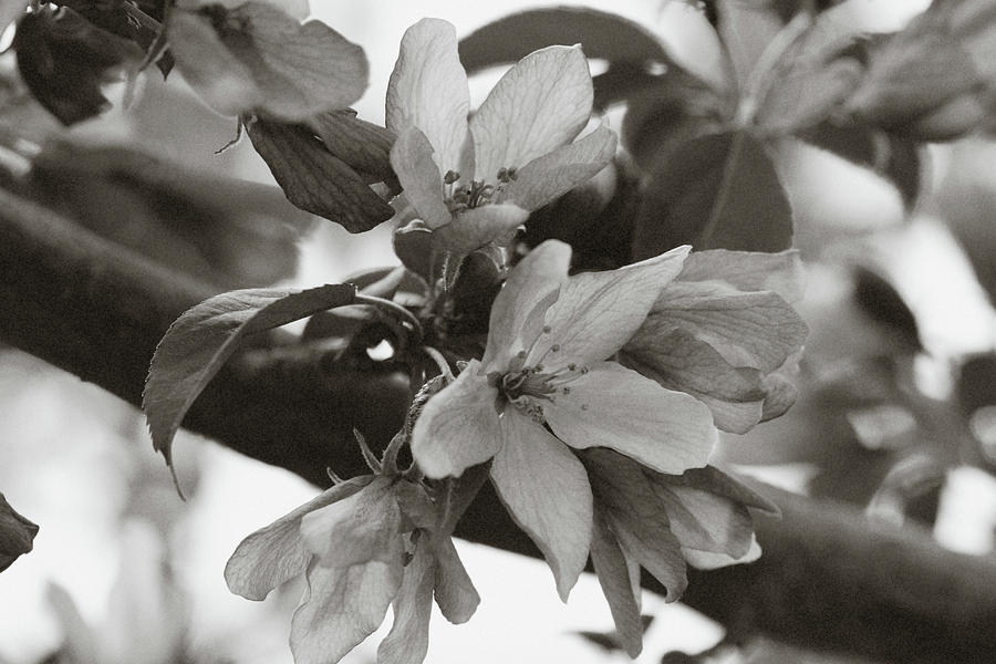 Crabapple Blossom Black and White Photograph by Donna L Munro