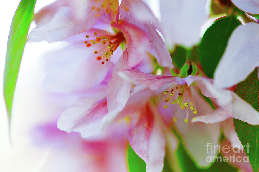 Crabapple Blossom Photograph by Donna L Munro