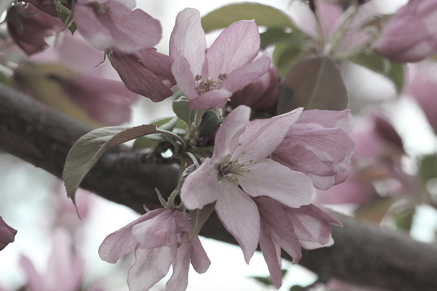 Crabapple Blossom Faded Photograph by Donna L Munro