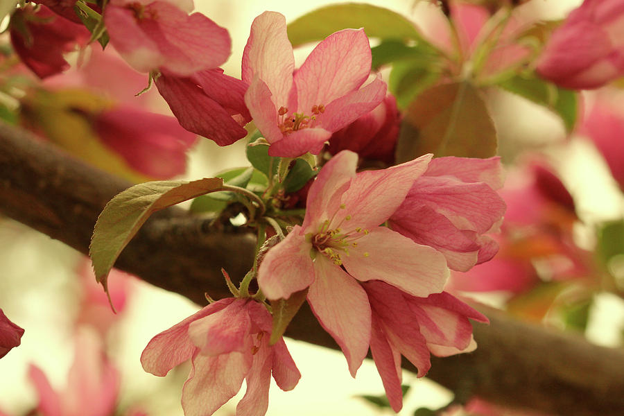 Crabapple Blossom Gold Photograph by Donna L Munro