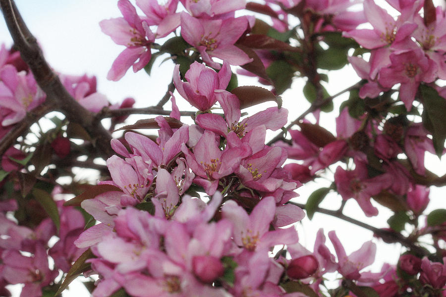 Crabapple Blossom Halation Photograph by Donna L Munro