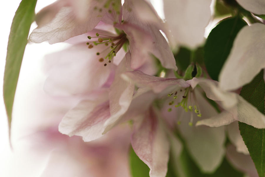 Crabapple Blossom Jaws Photograph by Donna L Munro