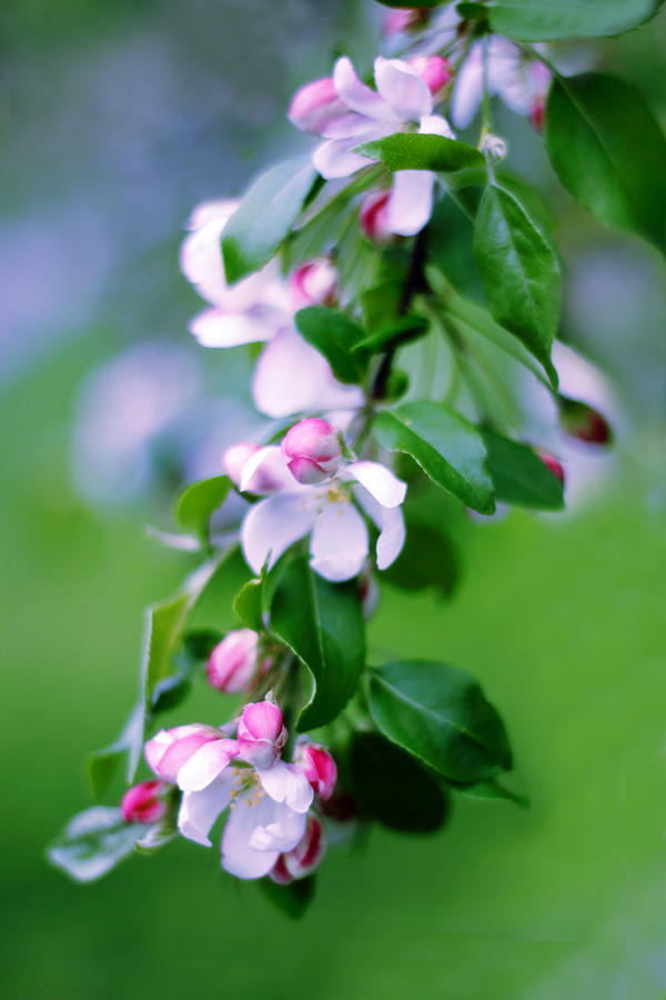 Crabapple Blossom Photograph by Jessica Jenney