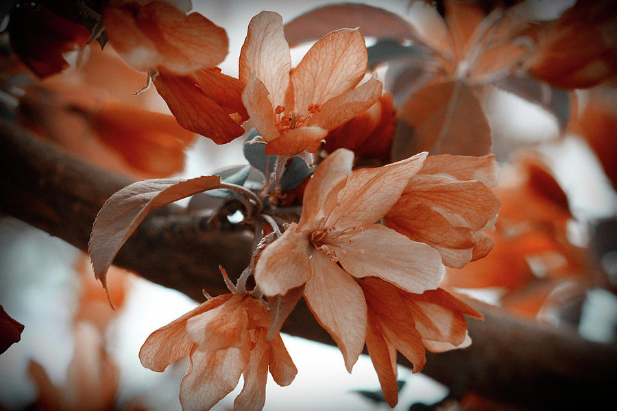Crabapple Blossom Orange Photograph by Donna L Munro