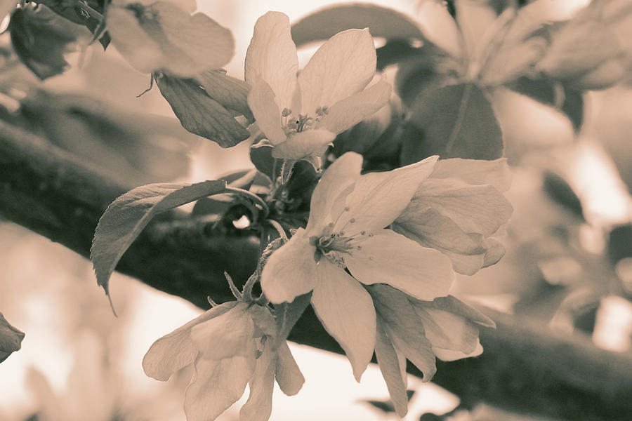 Crabapple Blossom Sepia Photograph by Donna L Munro