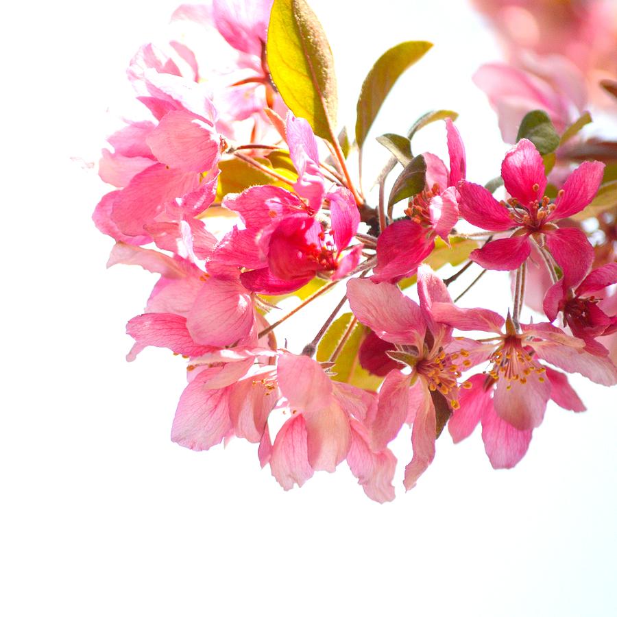 Crabapple Blossom V Photograph by Joan Han
