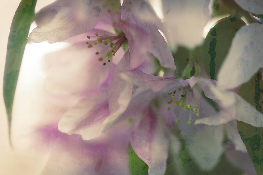 Crabapple Blossom Wash Digital Art by Donna L Munro