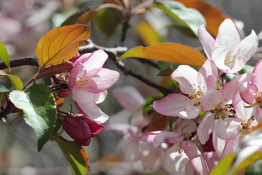 Crabapple Blossoms #2 Photograph by Donna L Munro