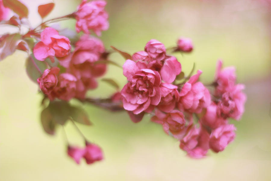 Spring Photograph - Crabapple Blossoms 2 by Jessica Jenney
