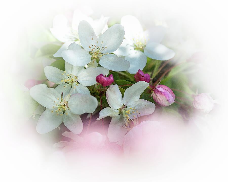 Crabapple Blossoms 3 - Photograph by Julie Weber