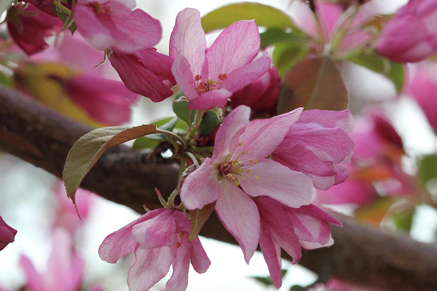 Crabapple Blossoms #4 Photograph by Donna L Munro