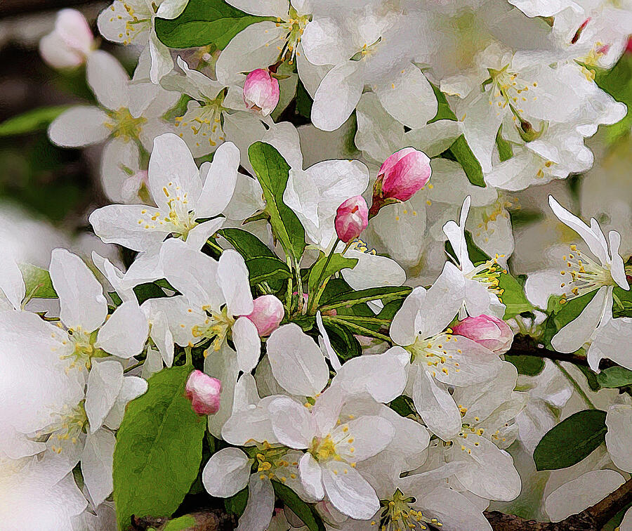 Crabapple Blossoms 5 -  Photograph by Julie Weber